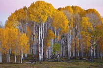 Thực thể sống lớn nhất thế giới đang sụp đổ dần: Bất ngờ "thủ phạm" 