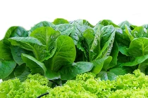 Dùng rác thải hữu cơ bón cây, cách nào chống mùi hiệu quả nhất? 