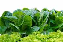 Dùng rác thải hữu cơ bón cây, cách nào chống mùi hiệu quả nhất? 