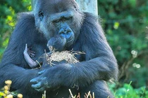 Thán phục 7 “bà mẹ” yêu thương con nhất thế giới động vật