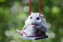 Tử vi tuần mới 23/09 - 29/09/2019 cho 12 con giáp: Dần Thân Tuất may mắn trọn vẹn