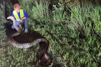 Đột kích ổ trăn Miến Điện siêu khủng tại Mỹ, chuyên gia ngỡ ngàng 