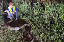 Đột kích ổ trăn Miến Điện siêu khủng tại Mỹ, chuyên gia ngỡ ngàng 