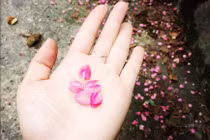 Số phận trớ trêu ít người biết của tuyệt phẩm Hai sắc hoa tigon