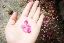 Số phận trớ trêu ít người biết của tuyệt phẩm Hai sắc hoa tigon