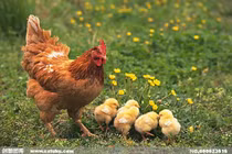 Dự đoán ngày mới 25/09/2019 cho 12 con giáp: Tý rủng rỉnh tiền tiêu, Dần tụt dốc 