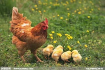 Dự đoán ngày mới 25/09/2019 cho 12 con giáp: Tý rủng rỉnh tiền tiêu, Dần tụt dốc 