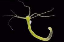 Phục sát đất 12 loài động vật sống thọ nhất hành tinh (2)