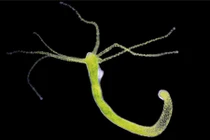 Phục sát đất 12 loài động vật sống thọ nhất hành tinh (2)