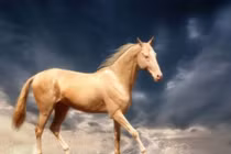 Dự đoán ngày mới 17/05/2019 cho 12 con giáp