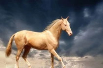 Dự đoán ngày mới 17/05/2019 cho 12 con giáp