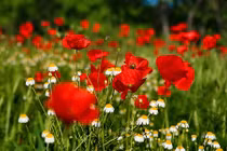 Ngưỡng mộ top con giáp tiền ngập két trong tháng 5/2018