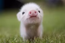 Dự đoán tuần mới 15/05 - 21/05/2017 cho 12 con giáp