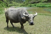 Dự đoán ngày mới 01/09/2017 cho 12 con giáp