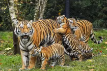 Dự đoán ngày mới 3/5/2020 cho 12 con giáp: Dần bao dung, Tuất kiếm bộn tiền