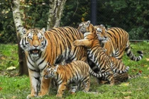 Dự đoán ngày mới 3/5/2020 cho 12 con giáp: Dần bao dung, Tuất kiếm bộn tiền