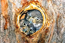 Bật mí thú vị loài cú nhỏ nhất thế giới, nặng bằng trái bóng golf 