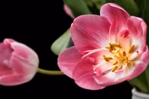 Dự đoán ngày mới 04/04/2018 cho 12 con giáp