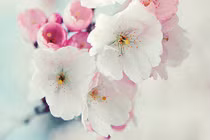 Nhờ lộc trời ban, những con giáp này cả đời ăn sung mặc sướng