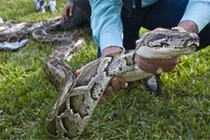 Bắt trăn xâm hại khổng lồ, chuyên gia "tái mặt" thấy thứ này trong bụng 