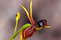 Tận mục 12 loài hoạ dị dạng kỳ quái nhất hành tinh