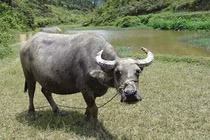 Dự đoán hên xui cho 12 con giáp trong tháng 7/2018