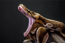 Top loài rắn có kích thước “khủng” nhất hành tinh: Có loài như... khủng long 