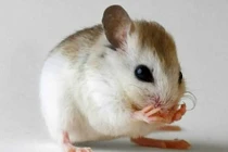 Dự đoán ngày mới 20/04/2017 cho 12 con giáp