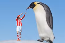 7 loài chim khổng lồ nhất hành tinh, ai chiêm ngưỡng cũng giật mình 