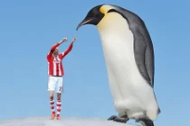 7 loài chim khổng lồ nhất hành tinh, ai chiêm ngưỡng cũng giật mình 