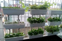 Trồng rau trên ban công, sân thượng, bón phân hóa học có an toàn?
