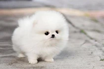 Ba con giáp sự nghiệp bùng nổ, thu nhập khủng hết cỡ trong năm 2019