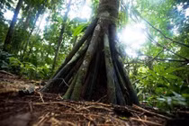 Bí ẩn loài cây “đi bộ” duy nhất hành tinh, "mọc chân" kỳ quái 