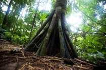 Bí ẩn loài cây “đi bộ” duy nhất hành tinh, "mọc chân" kỳ quái 