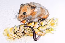 Dự đoán năm Quý Mão 2023 cho 12 con giáp: Tuổi Tý lao đao nghèo khó 