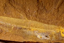 Lộ thứ hoàn hảo trong hóa thạch cá 15 triệu năm, chuyên gia sững sờ 