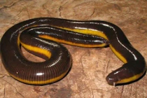 Giật mình loài ếch nửa giun nửa rắn "ghê rợn" ở Việt Nam 