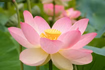 Dự đoán ngày mới 08/03/2018 cho 12 con giáp