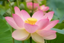 Dự đoán ngày mới 08/03/2018 cho 12 con giáp