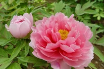 Dự đoán ngày mới 07/04/2018 cho 12 con giáp