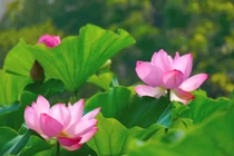 Dự đoán ngày mới 29/05/2018 cho 12 con giáp