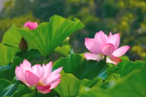 Dự đoán ngày mới 29/05/2018 cho 12 con giáp