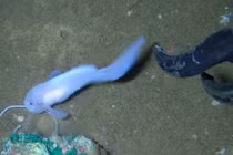 Dò đáy biển, giật mình phát hiện loài “cá ốc ma” thọ nhất hành tinh