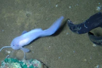 Dò đáy biển, giật mình phát hiện loài “cá ốc ma” thọ nhất hành tinh