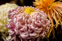 Dự đoán tháng 4/2018 cho 12 con giáp