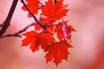 Vì sao lá phong đỏ trở thành linh hồn của đất nước Canada? 