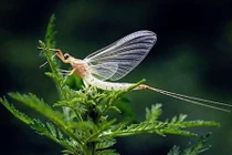 7 động vật có tuổi thọ ngắn nhất hành tinh: Bất ngờ "trùm cuối"! 