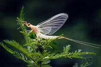 7 động vật có tuổi thọ ngắn nhất hành tinh: Bất ngờ "trùm cuối"! 