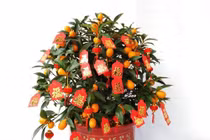 12 con giáp nên trồng cây gì để vượng lộc, hút tiền năm 2021