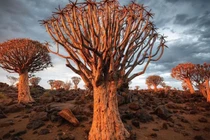 Những khu rừng đẹp như cổ tích, ai cũng ước ao đến một lần 